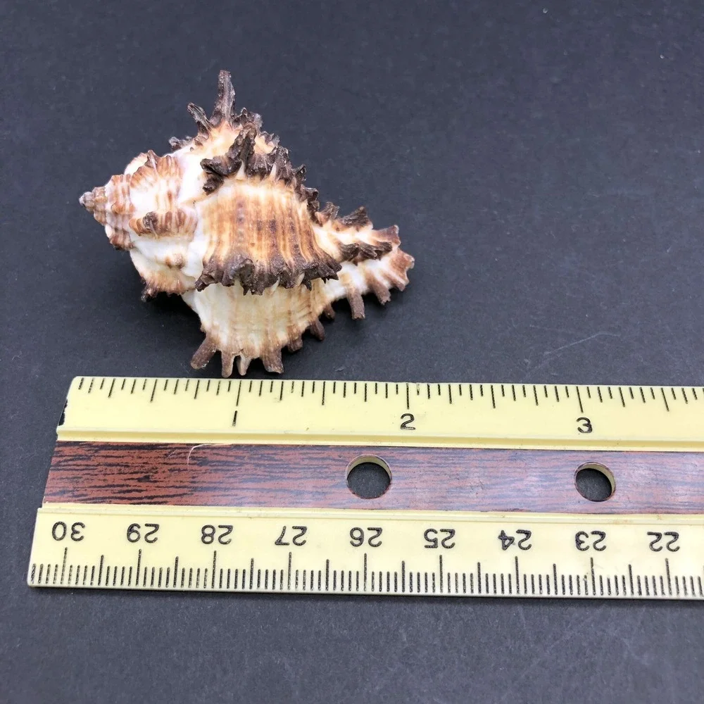 Vintage Lot of 4 Seashells Apple Murex and Murex Radix‎ Shells Approximately 2